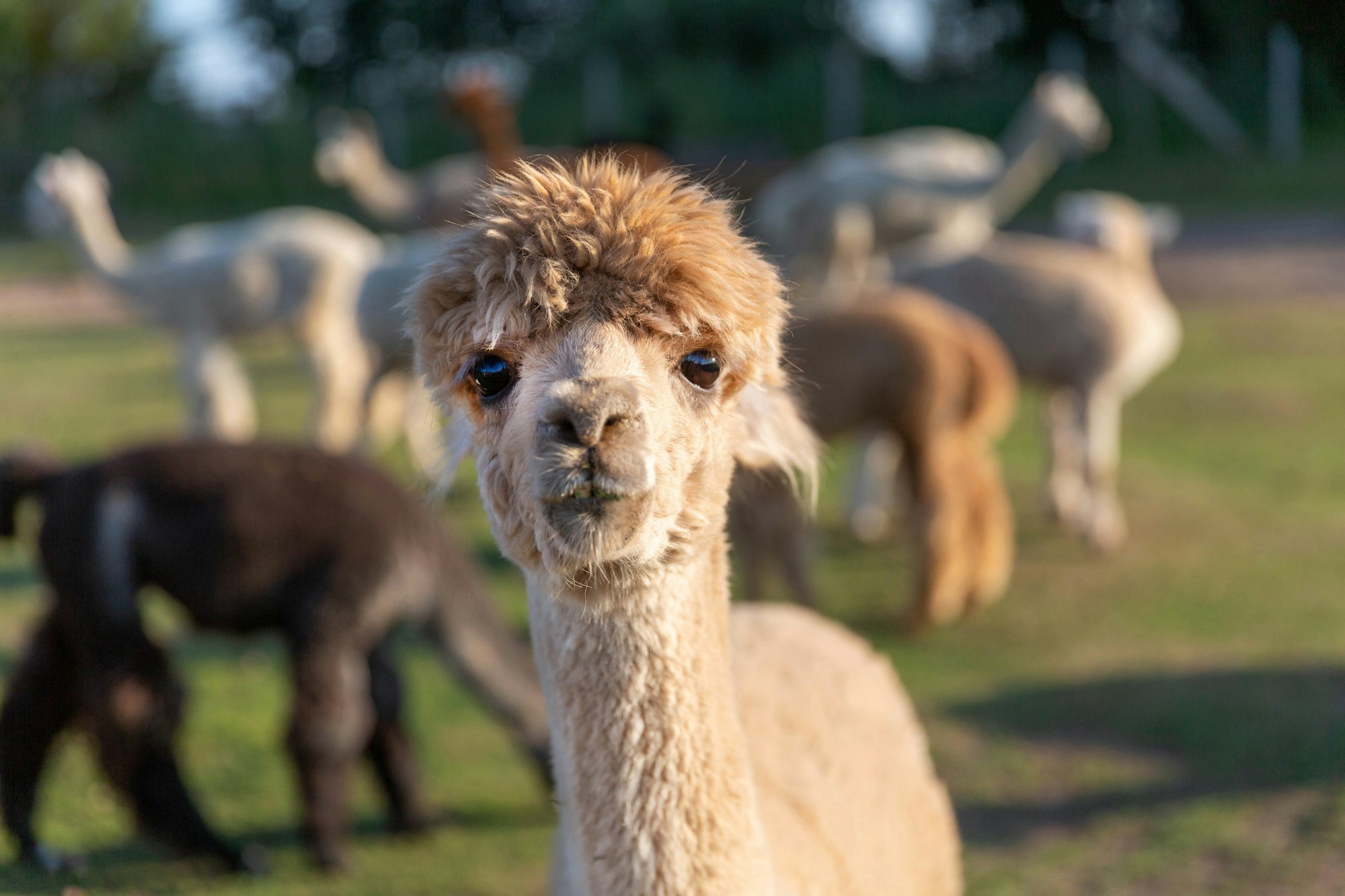 Alpaca Ranch - Marion / Shawnee National Forest KOA Holiday, Southern ...