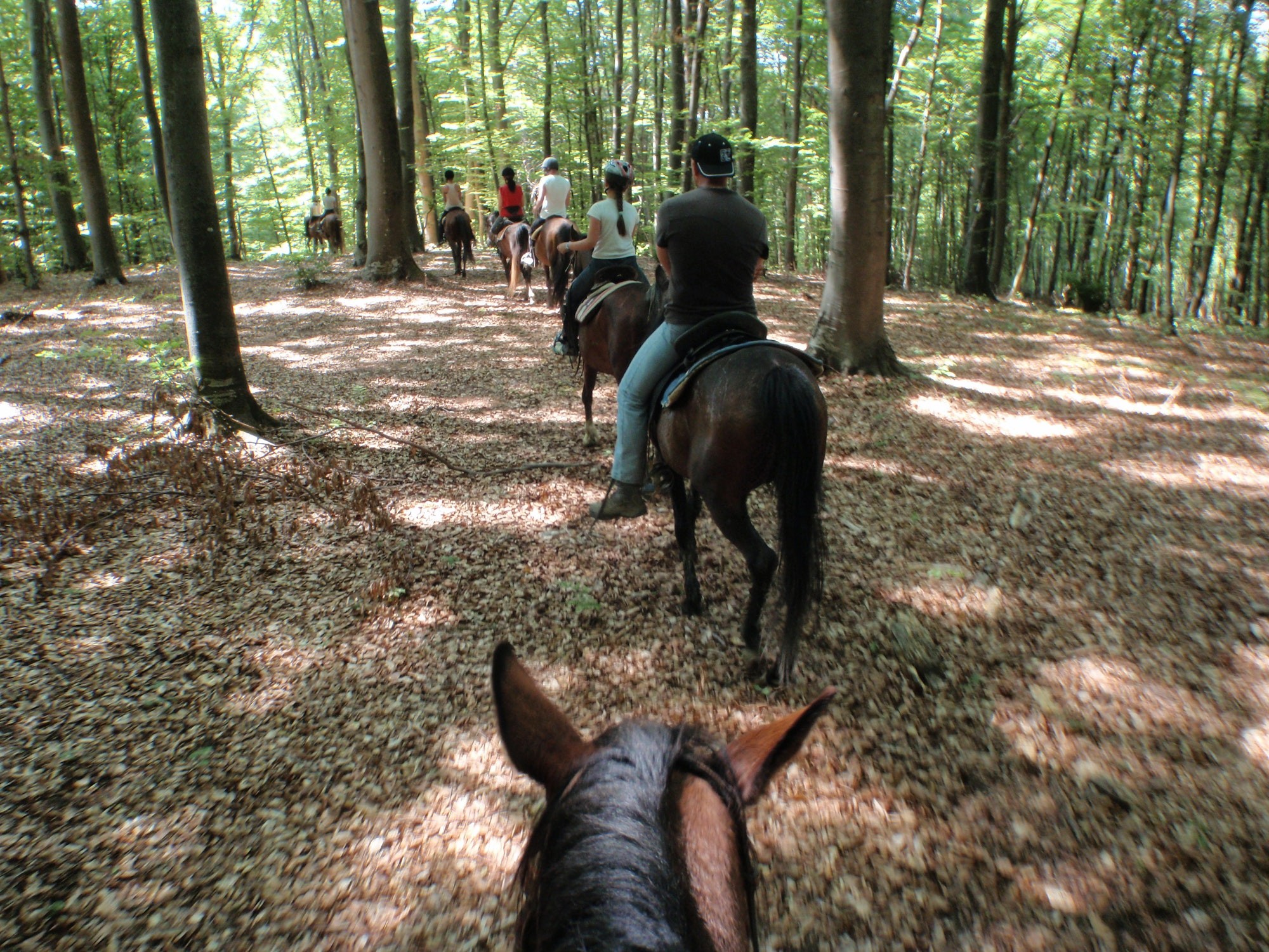 Horseback Riding Marion / Shawnee National Forest KOA Holiday